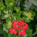 Pelargonium x 'Fire rouge' (2)